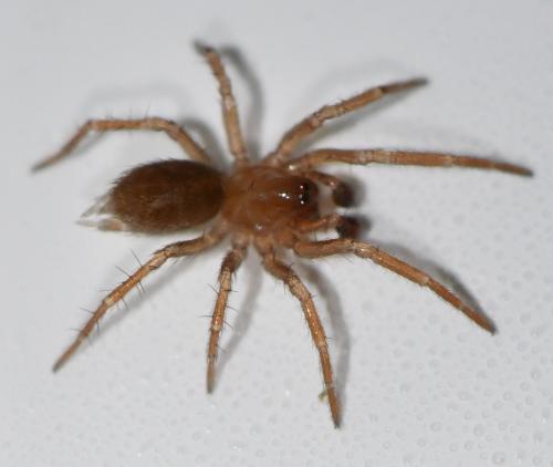 Cicurina cicur